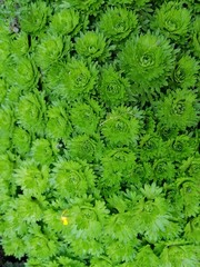 Alpine plants. Flowers for rockery flower bed . Saxifraga arendsii flower rosettes . Floral Wallpaper