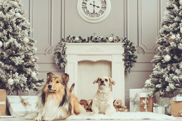 Weihnachten Xmas mit Tannenbäumen Schnee, Kamin, Geschenken und Hund Collie und Malteser liegend. Weihnachtsset weiß 