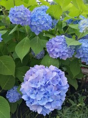 Blue large-leaved hydrangea in a summer garden on a flower bed close up. floral wallpaper. Flowering purple Hydrangea macrophylla with big inflorescences