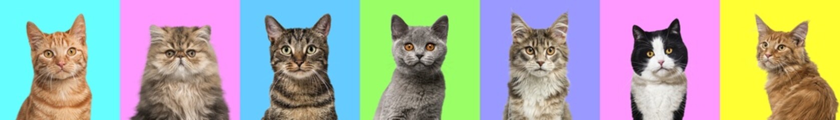 Banner, Collage of multiple cats head portrait photos on a multicolored background of a multitude of different bright colors.