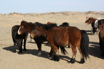 Mongolian Takhi (Przewalski) horses in the wild, Chuun Bogd desert, Gobi, Umnugovi aimag, Mongolia....