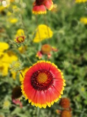 blurred floral background with bright yellow and orange blooming Gaillardia hybrida flowers . Floral Wallpaper