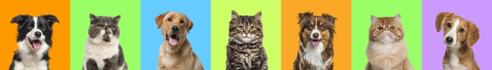 Collage of multiple headshot photos of dogs and cats on a multicoloured background of a multitude of different bright colours. Banner
