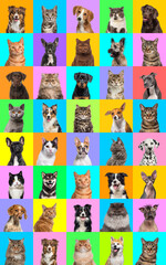 Collage of multiple headshot photos of dogs and cats on a multicolored background of a multitude of different bright colors.