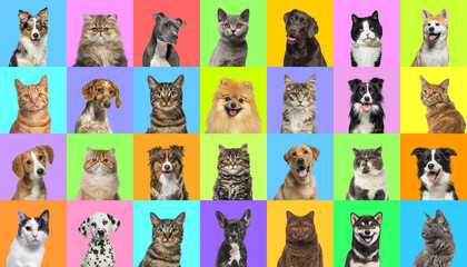 Collage of multiple headshot photos of dogs and cats on a multicolored background of a multitude of...