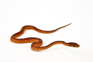 Hispaniolan boa // Haiti-Boa (Chilabothrus striatus)