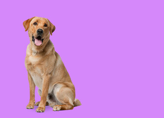 Labrador retriever dog panting and sitting in front of pink