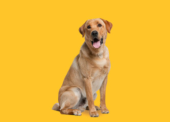 Labrador retriever dog panting and sitting  in front of dark yellow
