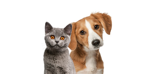 Cat and dog together looking at the camera Isolated on white