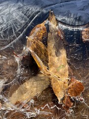 Brown autumn leaves frozen under clear ice