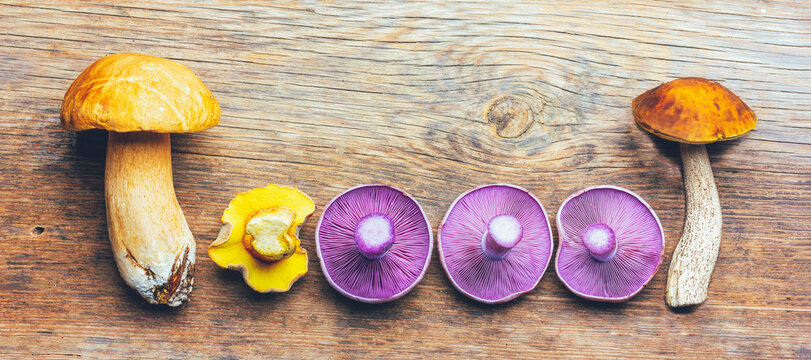 white mushroom boletus, birch mushroom, mossiness mushroom and mushrooms purple Lepista nuda on a wooden background with a copy space