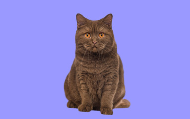 Brown British Shorthair cat looking at the camera against purple