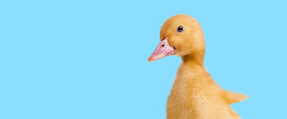 Banner of a Head shot of a Duckling looking at the camera against light blue background