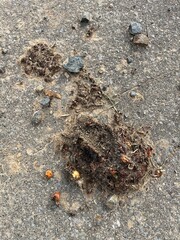 Brown bear poo with digested red berries