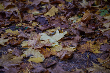 Fallen yellow autumn leaves, selective focus