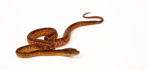 Hispaniolan boa // Haiti-Boa (Chilabothrus striatus)