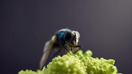 Details of a fly perched on food while eating.