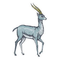 Vector image of an antelope. Wild animal. Line art.