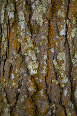 Close up photo of texture tree trunk of tropical forest Indonesia. The photo is suitable to use for nature background, botanical poster and advertising.