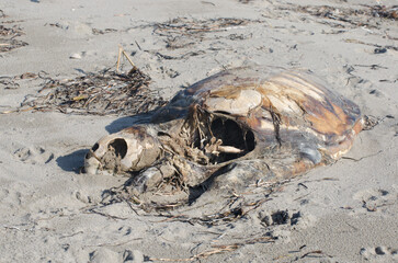 Lo scheletro e il guscio di una tartaruga morta sulla spiaggia di Pellestrina isola della laguna di Venezia