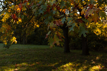 Yellow leaves on oak tree autumn nature