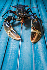 Homard bleu de Bretagne vivant sortant du vivarium du poissonnier