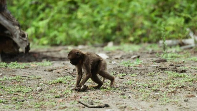 Adorable baby monkey running in the field and doing a sideflip