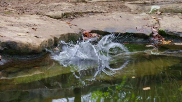 Cute penguin jumping into the water