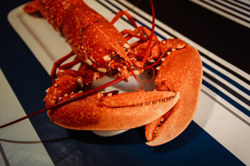 Homard de Bretagne cuit sur la table en Bretagne