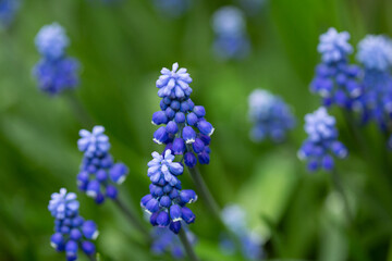  Spring flowers background grape hyacinth muscari