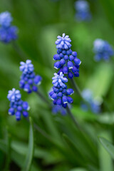  Spring flowers background grape hyacinth muscari nature