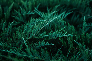 Natural background. Branches of creeping juniper.