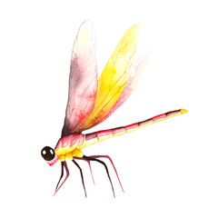Dragonflies. The pink-yellow dragonfly, watercolor illustration isolated on white background