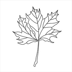 Isolated vector black line illustration of a maple leaf. Autumn, nature, trees, good for colorbooks.