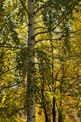 Blur birch branches and leaves, back sunlight, autumn background