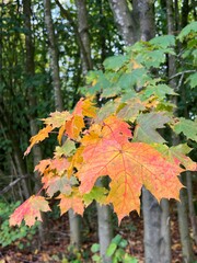 autumn maple leaves