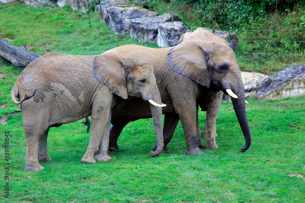 Sticker une famille éléphant