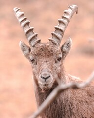 close up portrait of a deer