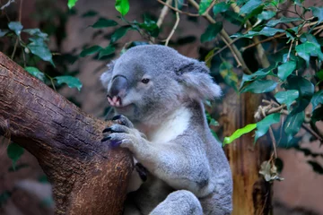 Foto auf Alu-Dibond gentil koala © helenedevun
