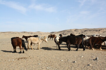 Mongolian Takhi (Przewalski) horses in the tranquility of the quiet desert, Chuun Bogd valley, Gobi Desert, South Mongolia. The existence of the horses for the nomadic families is very crucial.