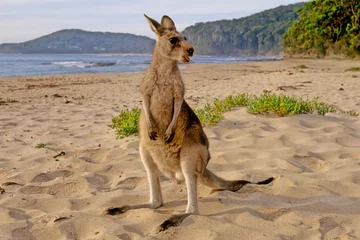 Muurstickers Oostelijke grijze kangoeroe © Ipman65
