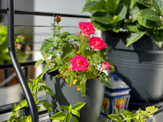 Vibrant pink decorative roses balcony flowers in grey flower pot in balcony garden close up