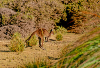 Obraz na płótnie Canvas Eastern grey kangaroo