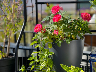 Vibrant pink decorative roses balcony flowers in grey flower pot in balcony garden close up