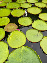 Huge Victoria lily water-lily pads