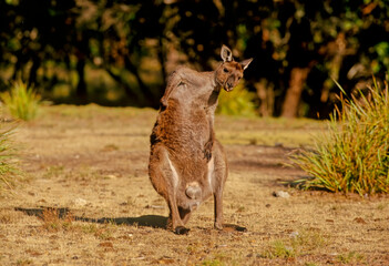 Western grey kangaroo