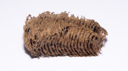 Oothèque de Mantis religiosa - Praying Mantis - Mante religieuse