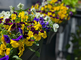Decorative flower pots with spring flowers Viola Cornuta in vibrant violet and yellow color, purple yellow pansies in flower pots hanging on a fence in balcony garden