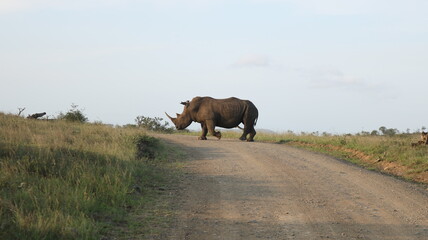 rhino in the savannah walking running steppe forest photo south afrika nature reserve