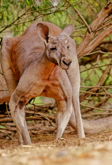 Red kangaroo © Ipman65